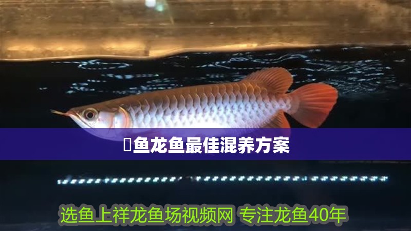 魟魚龍魚最佳混養(yǎng)方案 魟魚龍魚最佳混養(yǎng)方案 龍魚百科 第2張