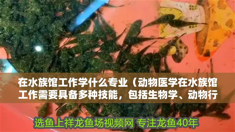 在水族館工作學什么專業（動物醫學在水族館工作需要具備多種技能，包括生物學、動物行為學）