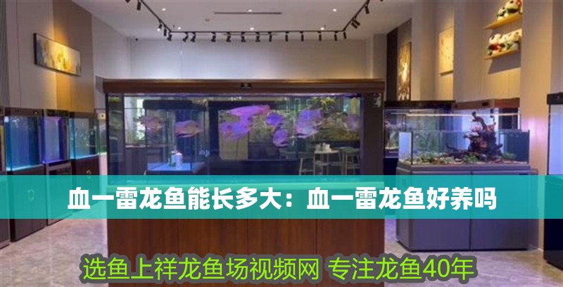 血一雷龍魚能長多大：血一雷龍魚好養(yǎng)嗎
