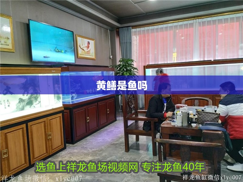 黃鱔是魚嗎