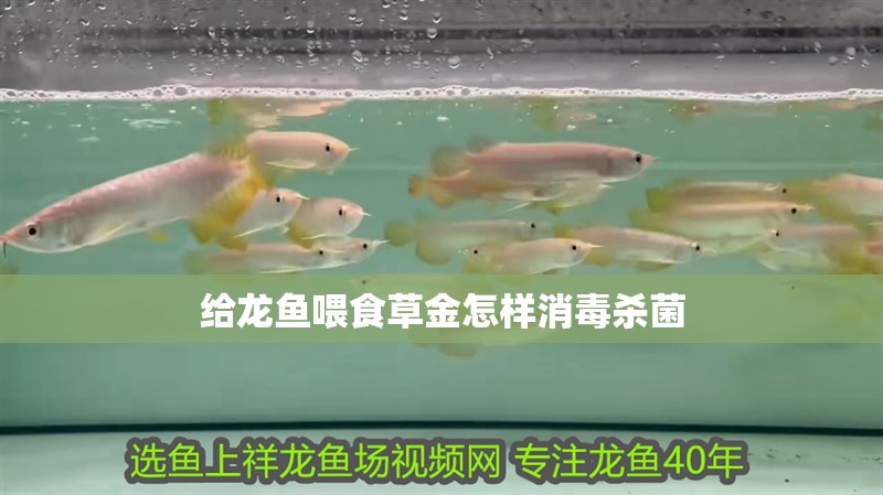 給龍魚喂食草金怎樣消毒殺菌 給龍魚喂食草金怎樣消毒殺菌 龍魚百科 第2張