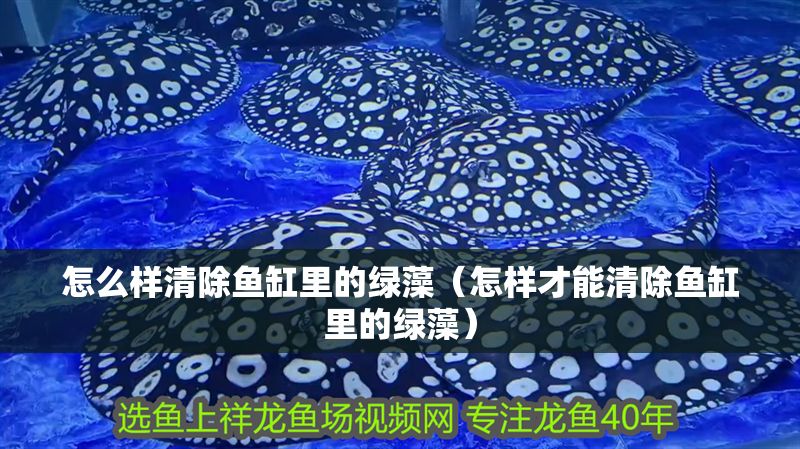 怎么樣清除魚缸里的綠藻（怎樣才能清除魚缸里的綠藻）