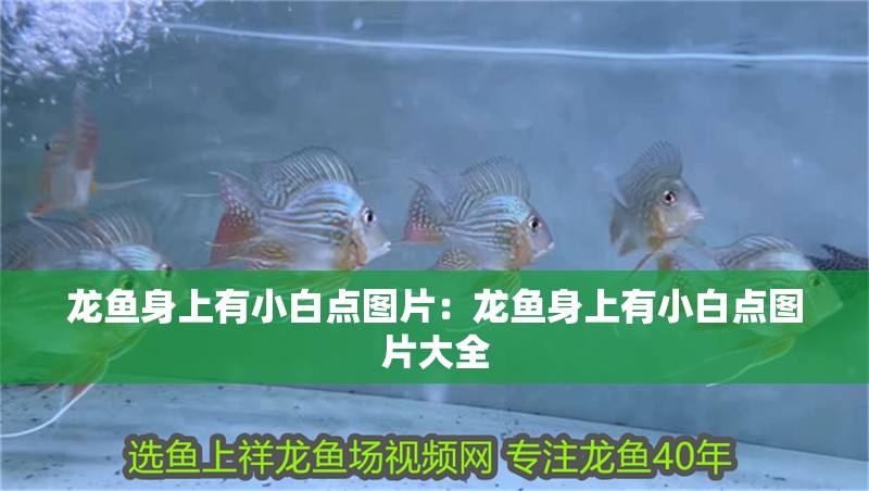 龍魚(yú)身上有小白點(diǎn)圖片：龍魚(yú)身上有小白點(diǎn)圖片大全
