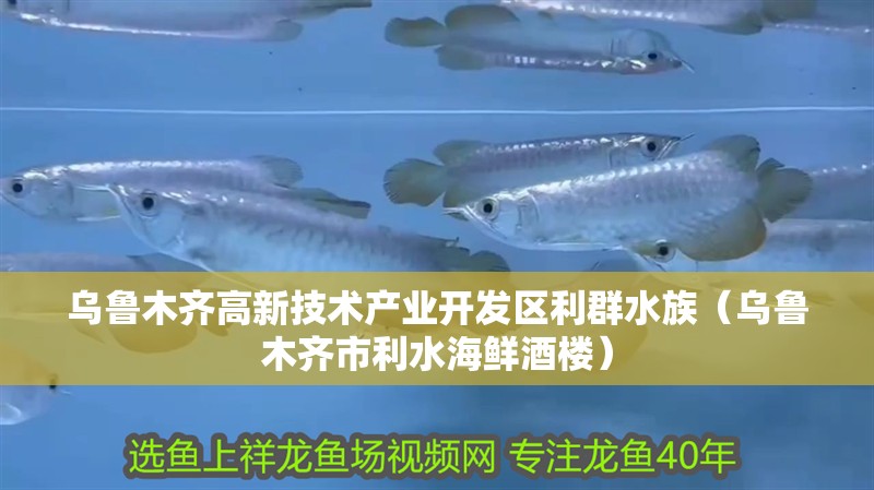 烏魯木齊高新技術產(chǎn)業(yè)開發(fā)區(qū)利群水族(烏魯木齊市利水海鮮酒樓) 全國水族館企業(yè)名錄 第2張 烏魯木齊高新技術產(chǎn)業(yè)開發(fā)區(qū)利群水族(烏魯木齊市利水海鮮酒樓) 烏魯木齊高新技術產(chǎn)業(yè)開發(fā)區(qū)利群水族(烏魯木齊市利水海鮮酒樓) 全國水族館企業(yè)名錄 第2張