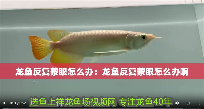龍魚反復蒙眼怎么辦：龍魚反復蒙眼怎么辦啊
