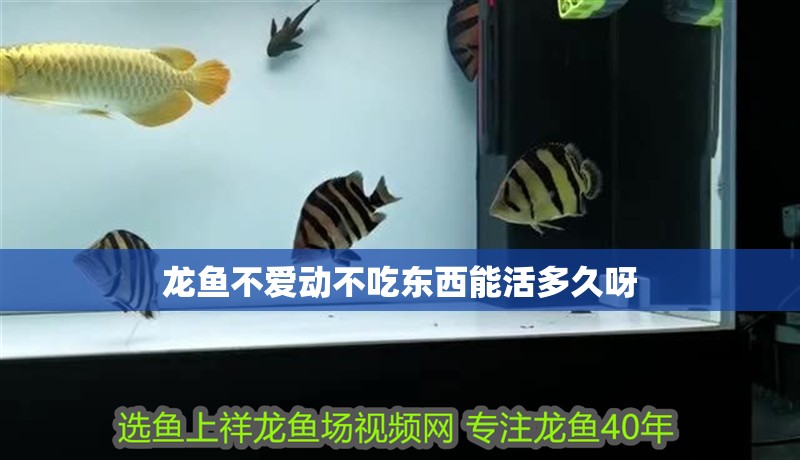 龍魚不愛動不吃東西能活多久呀