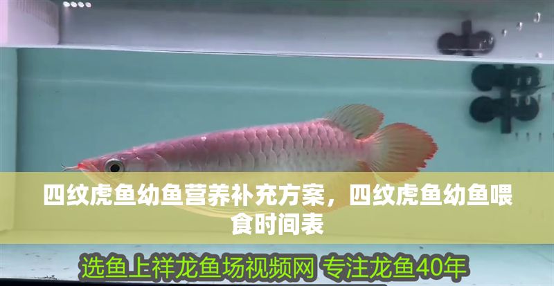四紋虎魚幼魚營養(yǎng)補(bǔ)充方案，四紋虎魚幼魚喂食時(shí)間表