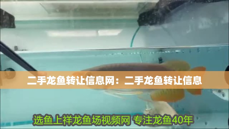 二手龍魚轉讓信息網：二手龍魚轉讓信息 二手龍魚轉讓信息網：二手龍魚轉讓信息 龍魚百科