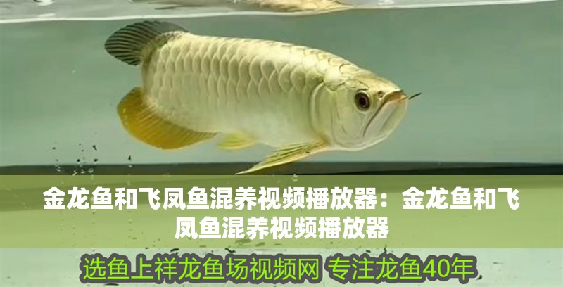 金龍魚和飛鳳魚混養(yǎng)視頻播放器:金龍魚和飛鳳魚混養(yǎng)視頻播放器 水族問答 金龍魚和飛鳳魚混養(yǎng)視頻播放器:金龍魚和飛鳳魚混養(yǎng)視頻播放器 金龍魚和飛鳳魚混養(yǎng)視頻播放器:金龍魚和飛鳳魚混養(yǎng)視頻播放器 水族問答