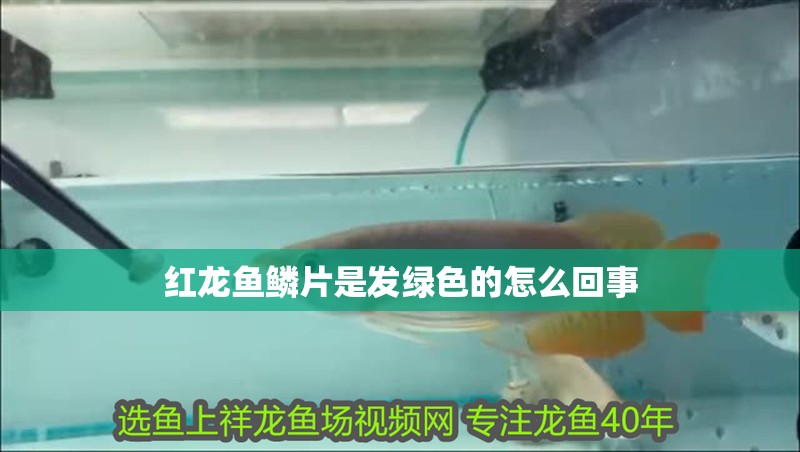 紅龍魚鱗片是發(fā)綠色的怎么回事