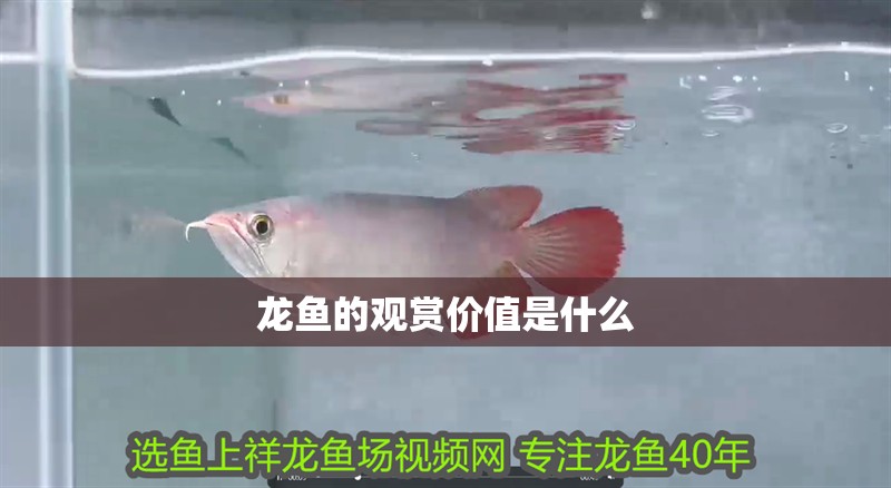 龍魚缸費電嗎
