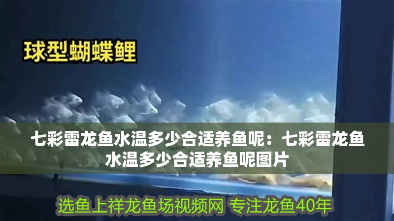 七彩雷龍魚水溫多少合適養(yǎng)魚呢：七彩雷龍魚水溫多少合適養(yǎng)魚呢圖片 七彩雷龍魚水溫多少合適養(yǎng)魚呢：七彩雷龍魚水溫多少合適養(yǎng)魚呢圖片 水族問答