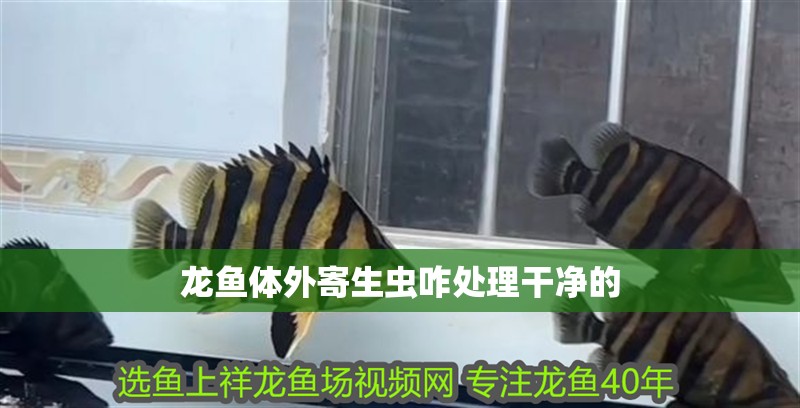 龍魚體外寄生蟲咋處理干凈的