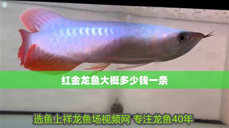 紅金龍魚大概多少錢一條