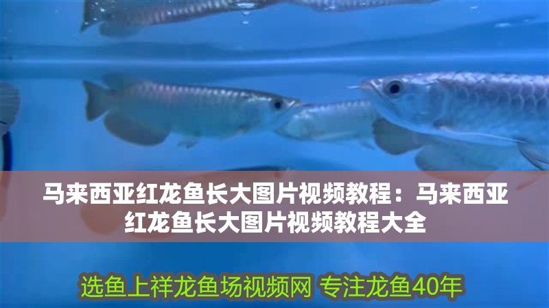 馬來西亞紅龍魚長大圖片視頻教程：馬來西亞紅龍魚長大圖片視頻教程大全 馬來西亞紅龍魚長大圖片視頻教程：馬來西亞紅龍魚長大圖片視頻教程大全 水族問答