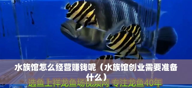 水族館怎么經營賺錢呢（水族館創業需要準備什么）