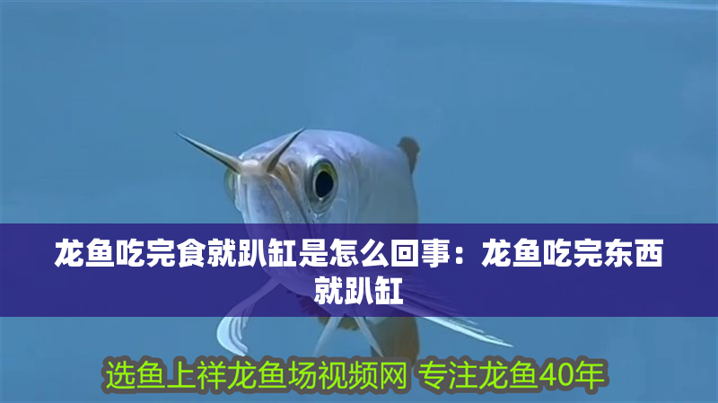 龍魚吃完食就趴缸是怎么回事：龍魚吃完東西就趴缸