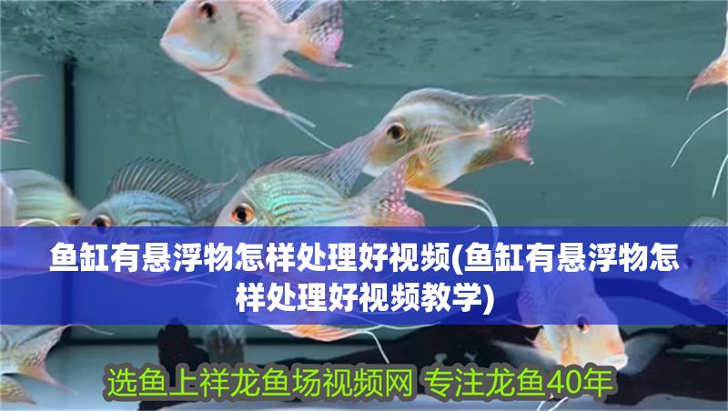 魚缸有懸浮物怎樣處理好視頻(魚缸有懸浮物怎樣處理好視頻教學) 魚缸有懸浮物怎樣處理好視頻(魚缸有懸浮物怎樣處理好視頻教學) 黃金貓魚百科 第1張