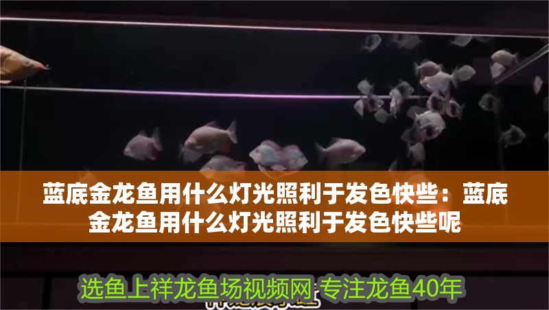 藍底金龍魚用什么燈光照利于發色快些：藍底金龍魚用什么燈光照利于發色快些呢