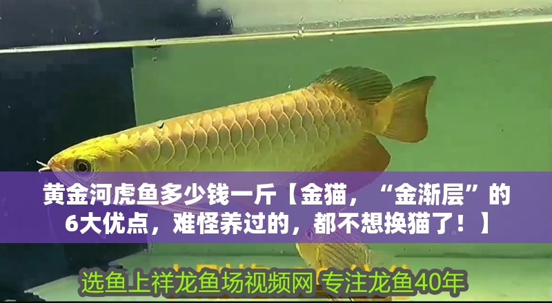 黃金河虎魚多少錢一斤【金貓，“金漸層”的6大優(yōu)點(diǎn)，難怪養(yǎng)過的，都不想換貓了！】