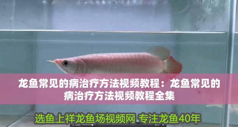 龍魚常見的病治療方法視頻教程：龍魚常見的病治療方法視頻教程全集