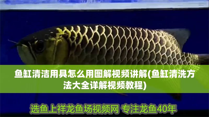 魚缸清潔用具怎么用圖解視頻講解(魚缸清洗方法大全詳解視頻教程) 黃金貓魚百科 第1張 魚缸清潔用具怎么用圖解視頻講解(魚缸清洗方法大全詳解視頻教程) 魚缸清潔用具怎么用圖解視頻講解(魚缸清洗方法大全詳解視頻教程) 黃金貓魚百科 第1張