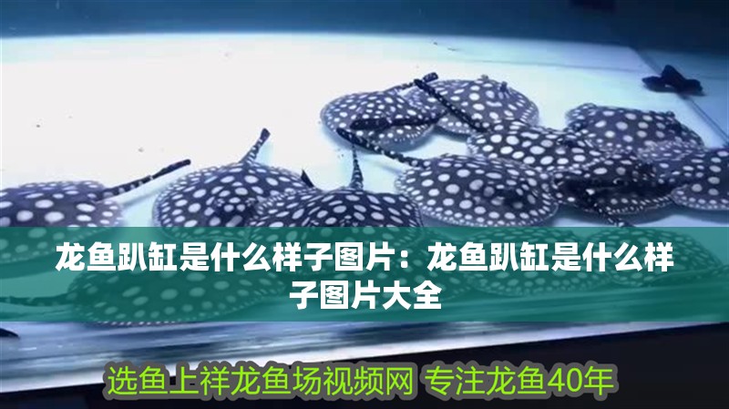 龍魚(yú)趴缸是什么樣子圖片：龍魚(yú)趴缸是什么樣子圖片大全