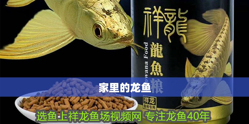 家里的龍魚 家里的龍魚 龍魚百科 第2張