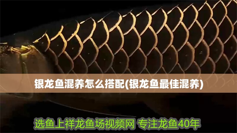 銀龍魚混養怎么搭配(銀龍魚最佳混養)