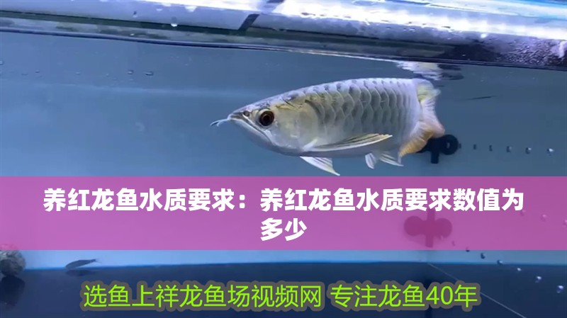 養紅龍魚水質要求：養紅龍魚水質要求數值為多少