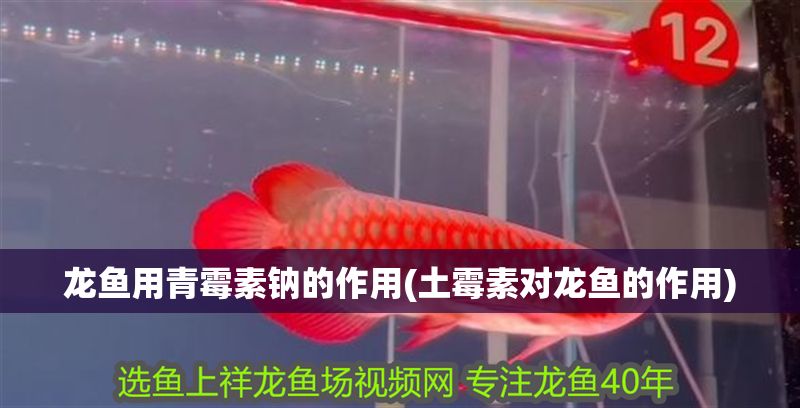 龍魚用青霉素鈉的作用(土霉素對龍魚的作用)