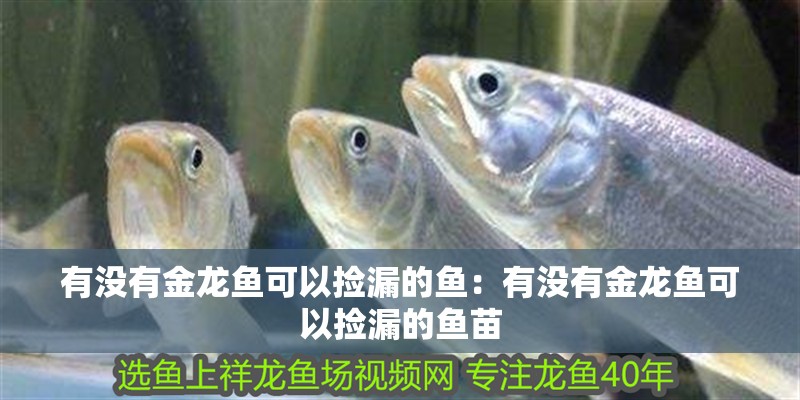 有沒有金龍魚可以撿漏的魚：有沒有金龍魚可以撿漏的魚苗 有沒有金龍魚可以撿漏的魚：有沒有金龍魚可以撿漏的魚苗 水族問答