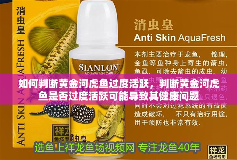 如何判斷黃金河虎魚過度活躍，判斷黃金河虎魚是否過度活躍可能導(dǎo)致其健康問題 如何判斷黃金河虎魚過度活躍，判斷黃金河虎魚是否過度活躍可能導(dǎo)致其健康問題 虎魚百科 第2張