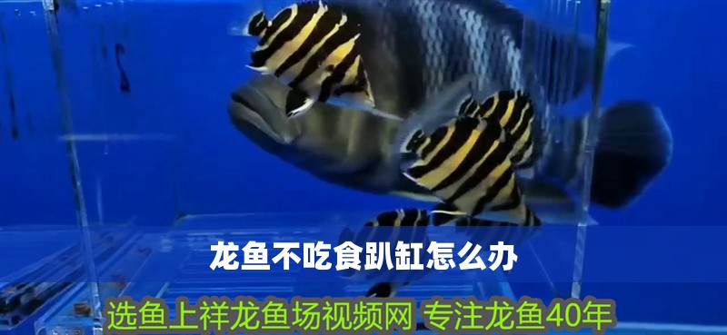 龍魚不吃食趴缸怎么辦 龍魚不吃食趴缸怎么辦 龍魚百科 第2張