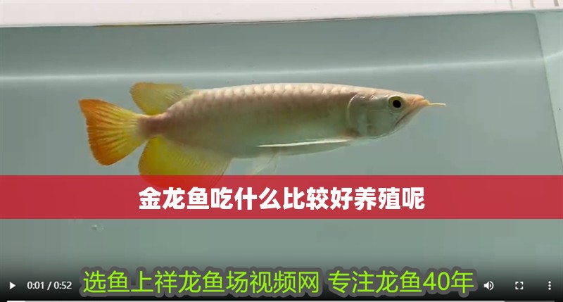 金龍魚吃什么比較好養(yǎng)殖呢