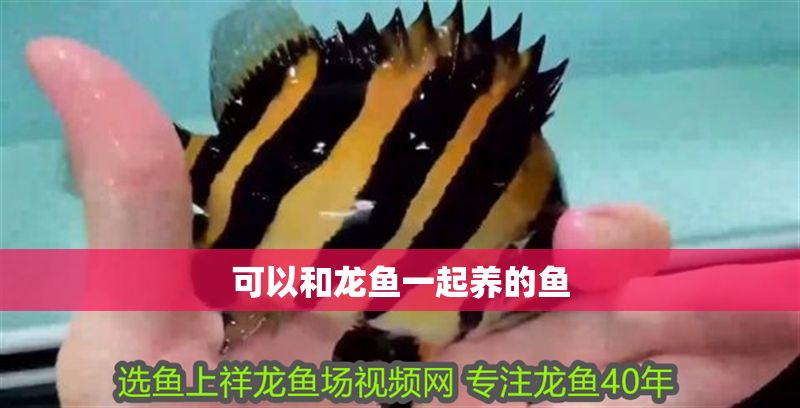 可以和龍魚一起養的魚 可以和龍魚一起養的魚 龍魚百科 第2張