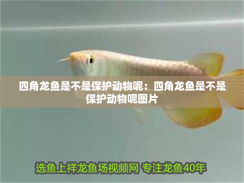 四角龍魚是不是保護動物呢：四角龍魚是不是保護動物呢圖片 四角龍魚是不是保護動物呢：四角龍魚是不是保護動物呢圖片 水族問答