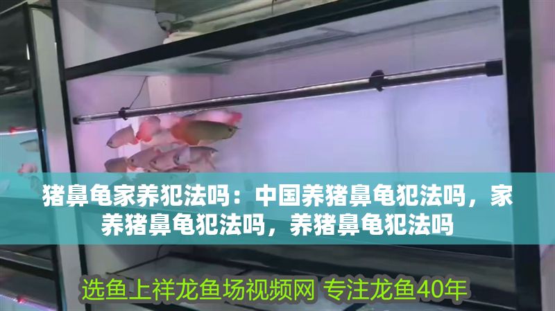 豬鼻龜家養犯法嗎：中國養豬鼻龜犯法嗎，家養豬鼻龜犯法嗎，養豬鼻龜犯法嗎