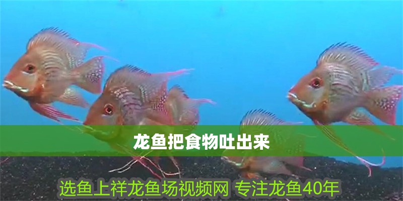 龍魚把食物吐出來