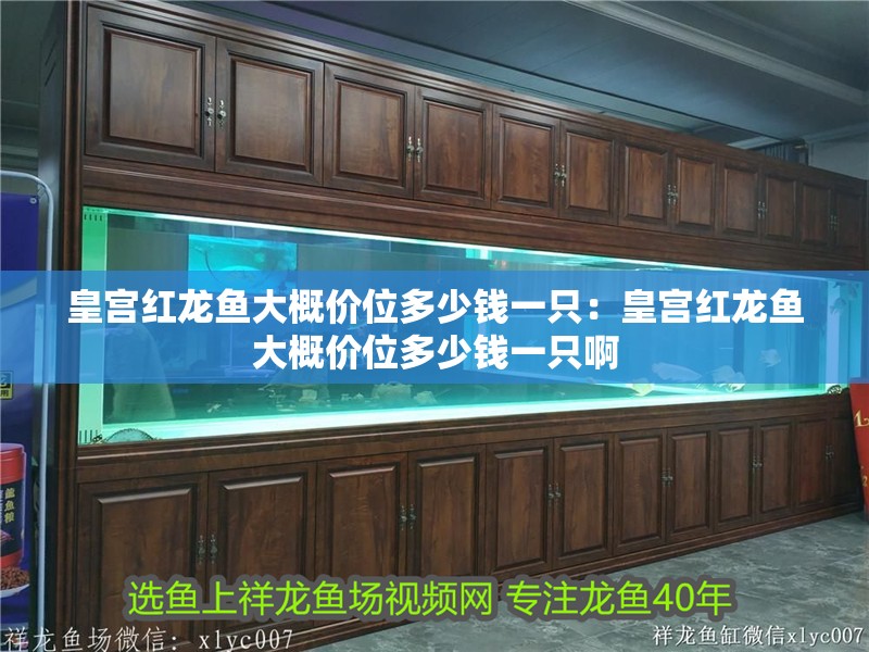 皇宮紅龍魚大概價位多少錢一只：皇宮紅龍魚大概價位多少錢一只啊