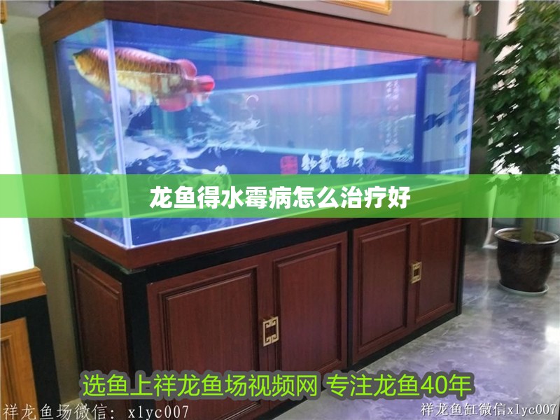 龍魚得水霉病怎么治療好 龍魚得水霉病怎么治療好 龍魚百科 第2張