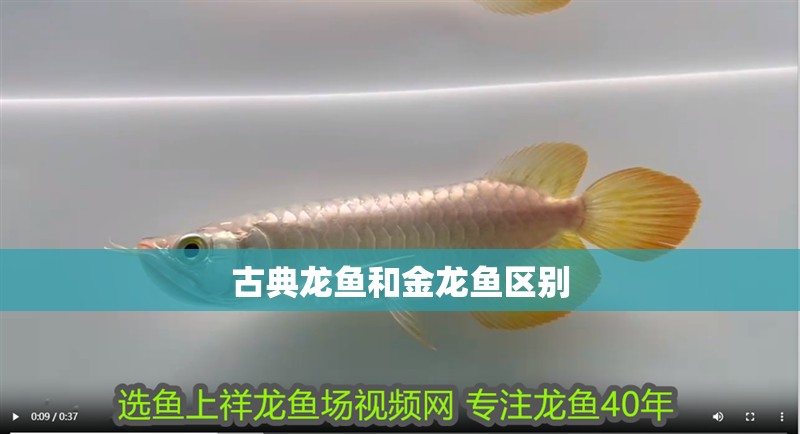 古典龍魚和金龍魚區別 古典龍魚和金龍魚區別 龍魚百科 第2張