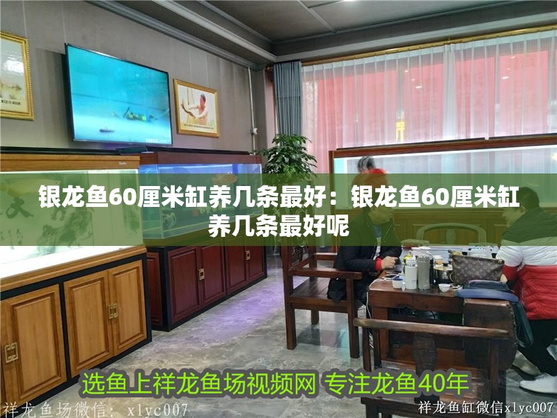 銀龍魚60厘米缸養(yǎng)幾條最好：銀龍魚60厘米缸養(yǎng)幾條最好呢