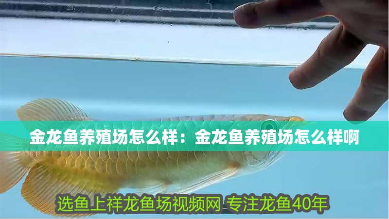 金龍魚養(yǎng)殖場怎么樣：金龍魚養(yǎng)殖場怎么樣啊