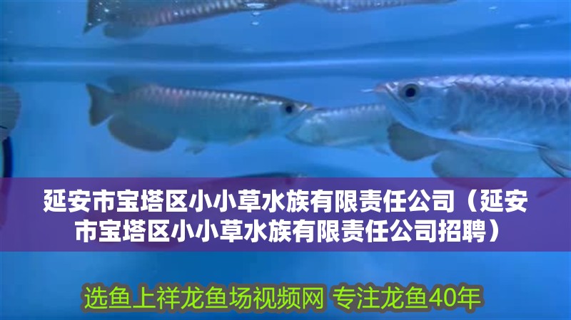 森森魚缸加熱器哪個品牌質量好（森森魚缸加熱器怎么樣） 森森魚缸加熱器哪個品牌質量好（森森魚缸加熱器怎么樣） 森森魚缸 第2張