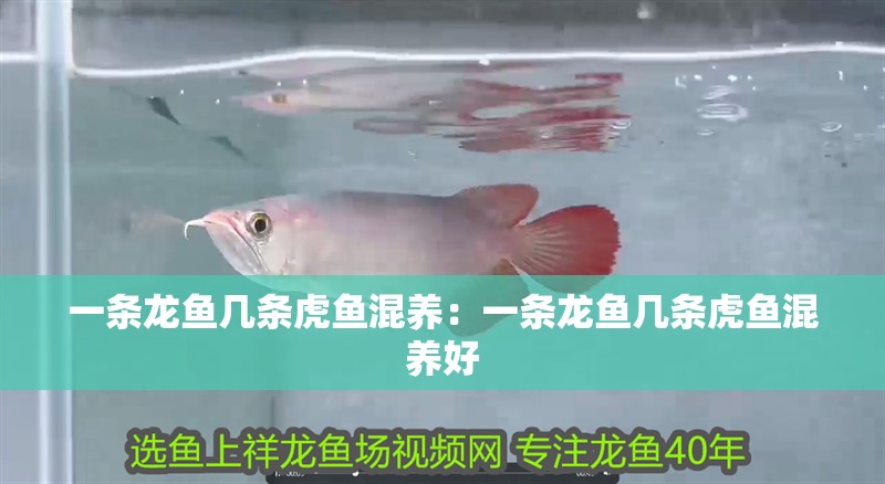 一條龍魚幾條虎魚混養：一條龍魚幾條虎魚混養好