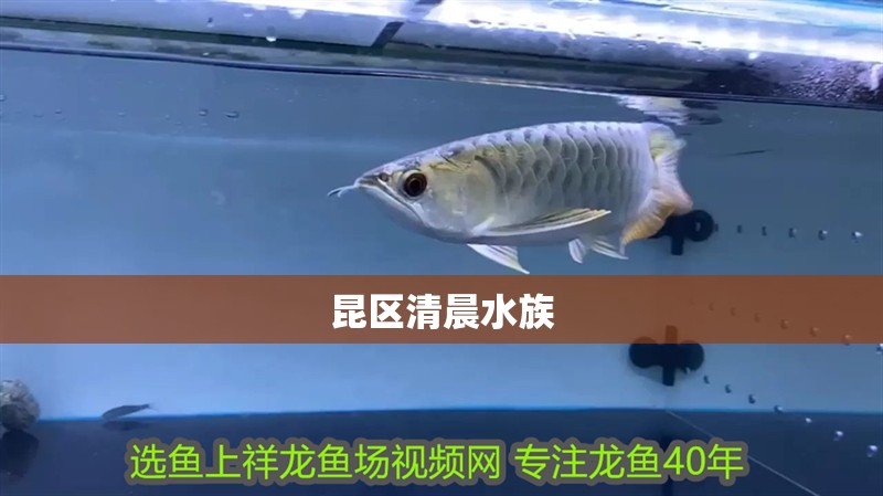 昆區(qū)清晨水族