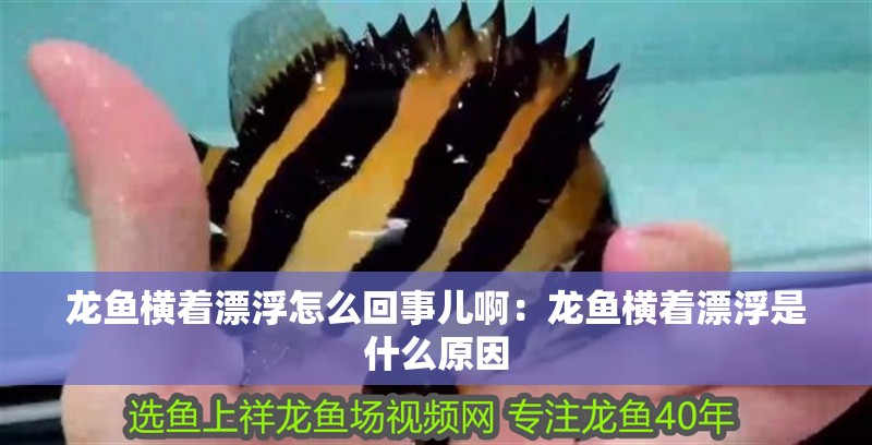 龍魚(yú)橫著漂浮怎么回事兒啊：龍魚(yú)橫著漂浮是什么原因