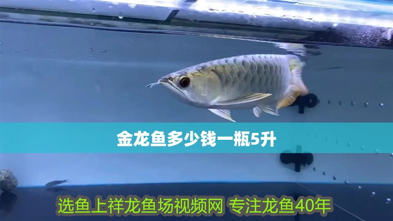 金龍魚多少錢一瓶5升