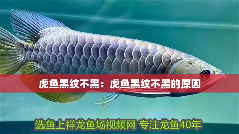 虎魚黑紋不黑：虎魚黑紋不黑的原因
